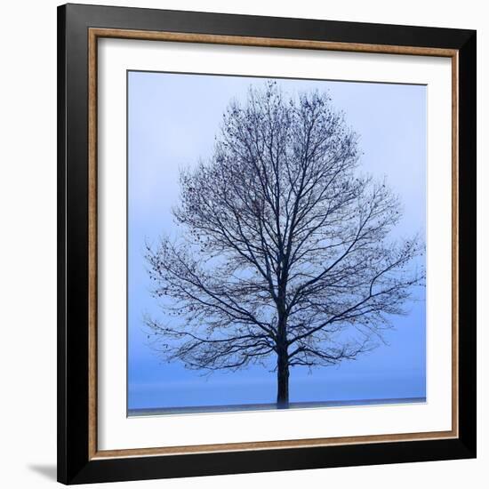 November Tree-James McLoughlin-Framed Art Print