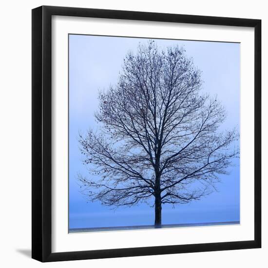 November Tree-James McLoughlin-Framed Art Print