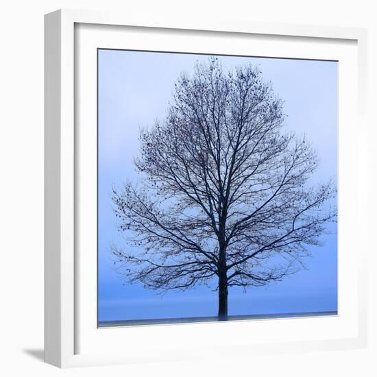 November Tree-James McLoughlin-Framed Art Print