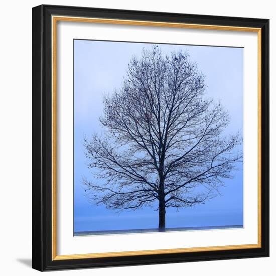 November Tree-James McLoughlin-Framed Art Print