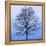 November Tree-James McLoughlin-Framed Stretched Canvas