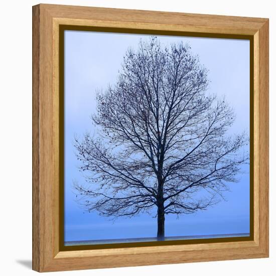 November Tree-James McLoughlin-Framed Stretched Canvas