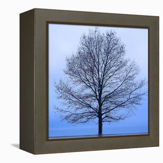 November Tree-James McLoughlin-Framed Stretched Canvas