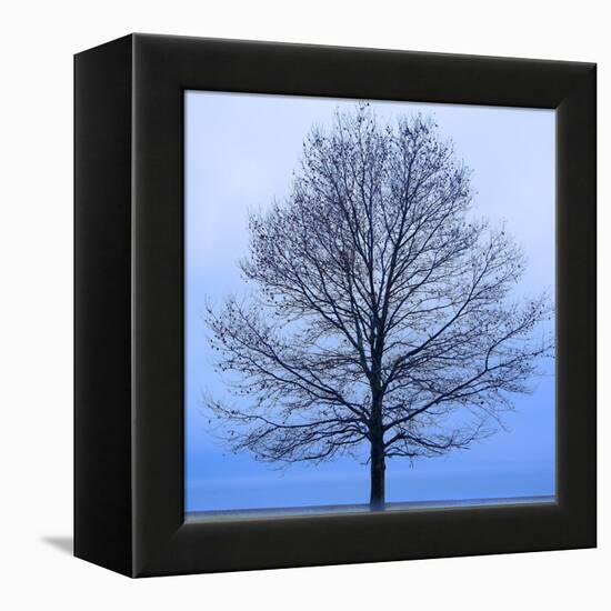 November Tree-James McLoughlin-Framed Stretched Canvas