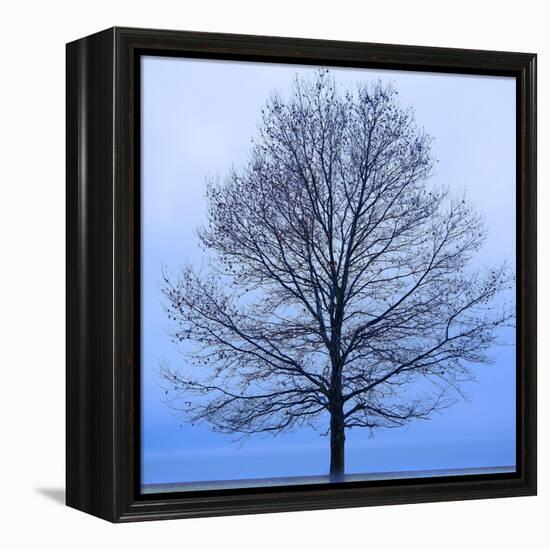 November Tree-James McLoughlin-Framed Stretched Canvas