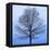 November Tree-James McLoughlin-Framed Stretched Canvas