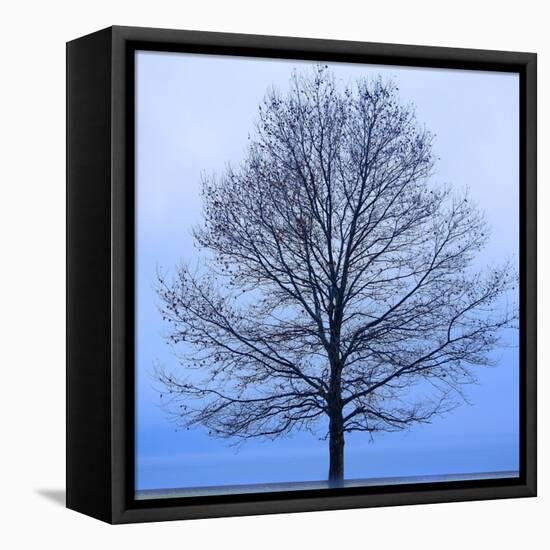 November Tree-James McLoughlin-Framed Stretched Canvas