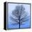 November Tree-James McLoughlin-Framed Stretched Canvas