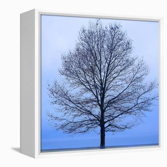 November Tree-James McLoughlin-Framed Stretched Canvas