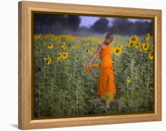 Novice Buddhist Monk Makes His Way Through a Field of Sunflowers as 10,000 Gather, Thailand-null-Framed Premier Image Canvas