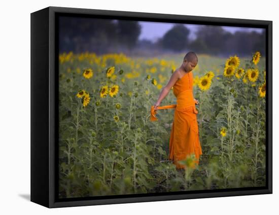 Novice Buddhist Monk Makes His Way Through a Field of Sunflowers as 10,000 Gather, Thailand-null-Framed Premier Image Canvas