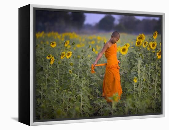 Novice Buddhist Monk Makes His Way Through a Field of Sunflowers as 10,000 Gather, Thailand-null-Framed Premier Image Canvas