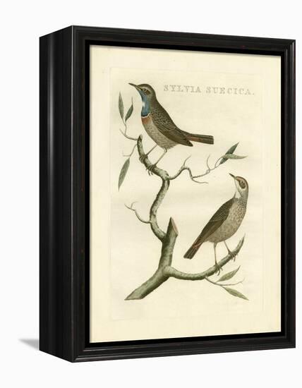 Nozeman Birds II-Nozeman-Framed Stretched Canvas