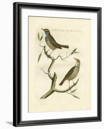 Nozeman Birds II-Nozeman-Framed Art Print