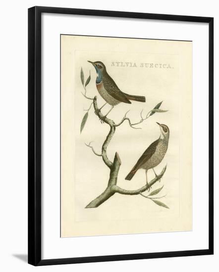 Nozeman Birds II-Nozeman-Framed Art Print