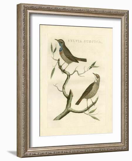 Nozeman Birds II-Nozeman-Framed Art Print