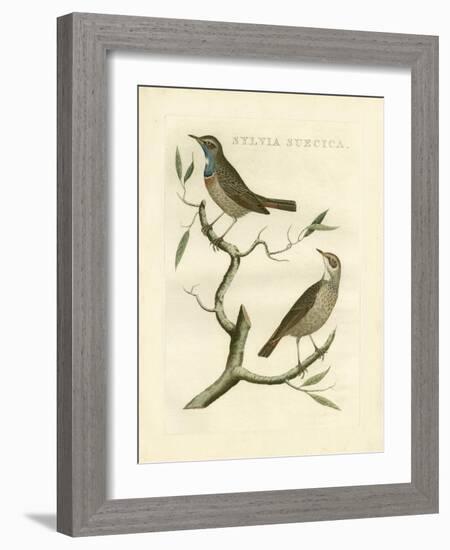 Nozeman Birds II-Nozeman-Framed Art Print