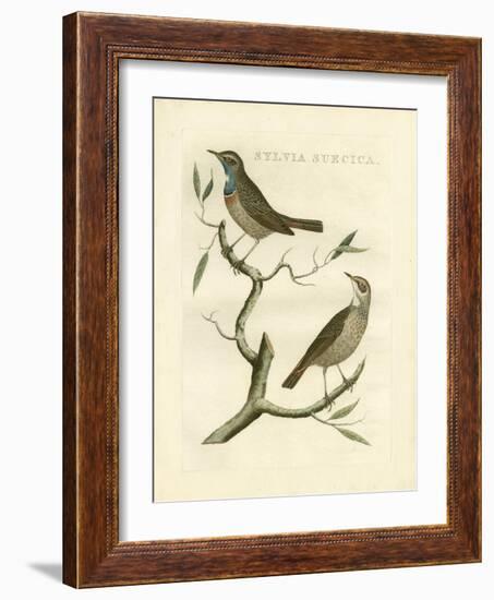 Nozeman Birds II-Nozeman-Framed Art Print