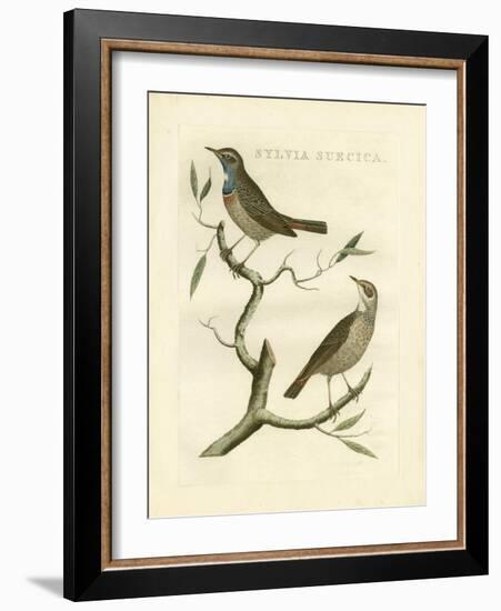 Nozeman Birds II-Nozeman-Framed Art Print