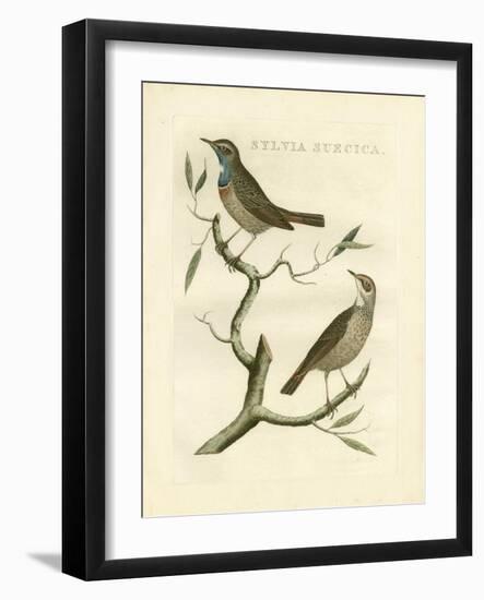 Nozeman Birds II-Nozeman-Framed Art Print