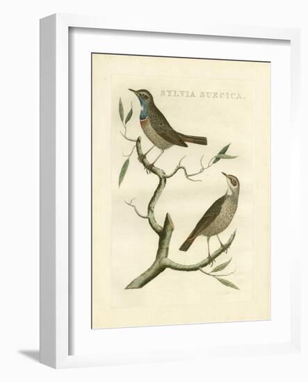 Nozeman Birds II-Nozeman-Framed Art Print