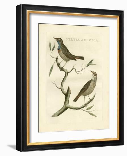 Nozeman Birds II-Nozeman-Framed Art Print