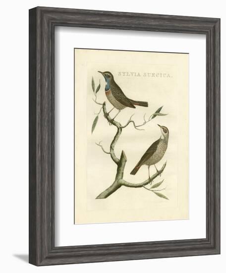 Nozeman Birds II-Nozeman-Framed Art Print