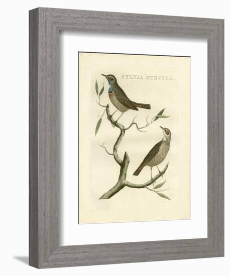 Nozeman Birds II-Nozeman-Framed Art Print