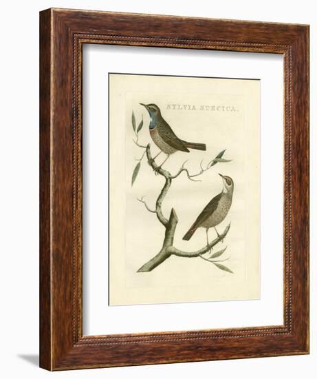 Nozeman Birds II-Nozeman-Framed Art Print