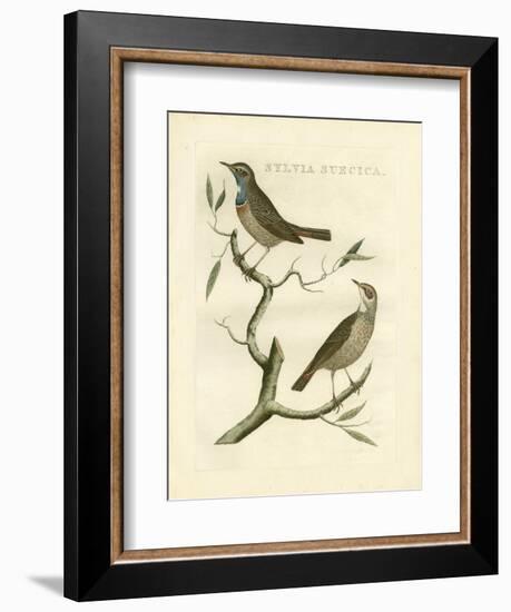 Nozeman Birds II-Nozeman-Framed Art Print