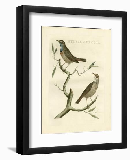 Nozeman Birds II-Nozeman-Framed Art Print
