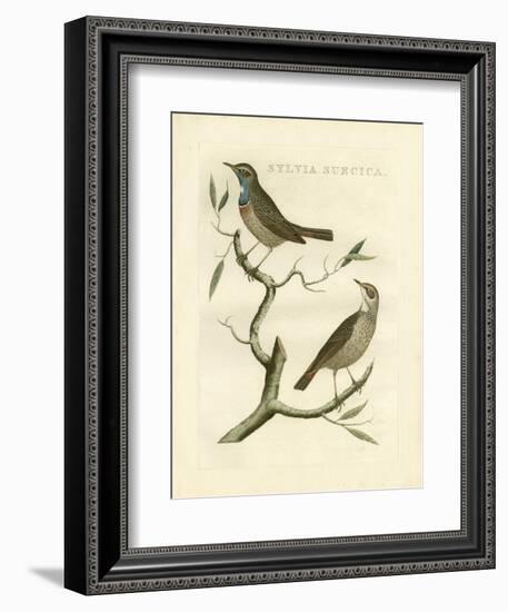 Nozeman Birds II-Nozeman-Framed Art Print