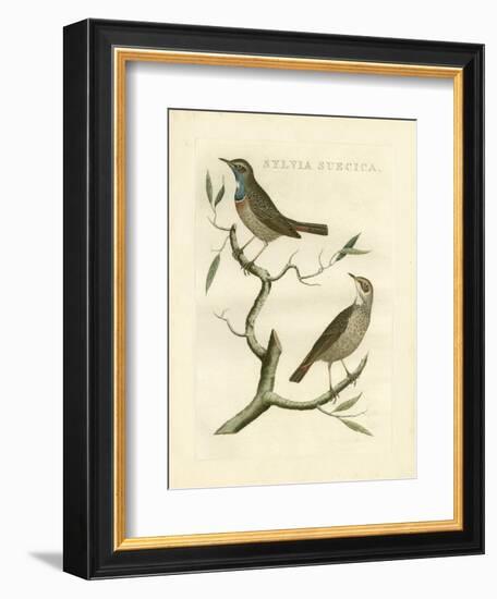 Nozeman Birds II-Nozeman-Framed Art Print