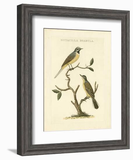 Nozeman Birds III-Nozeman-Framed Art Print