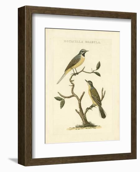 Nozeman Birds III-Nozeman-Framed Art Print
