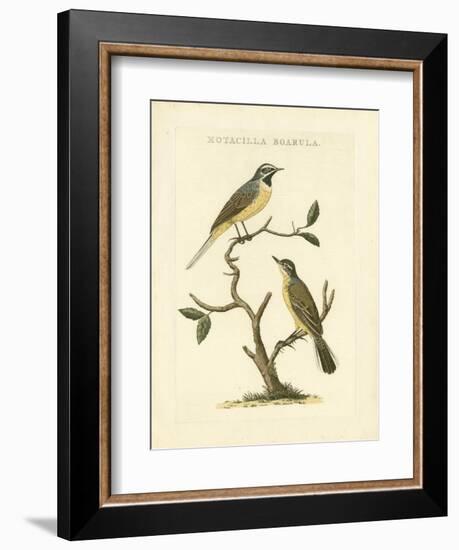 Nozeman Birds III-Nozeman-Framed Art Print