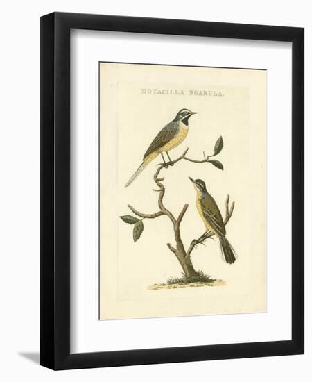 Nozeman Birds III-Nozeman-Framed Art Print