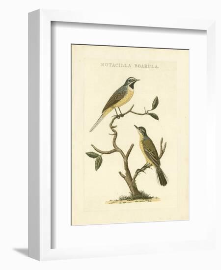 Nozeman Birds III-Nozeman-Framed Art Print