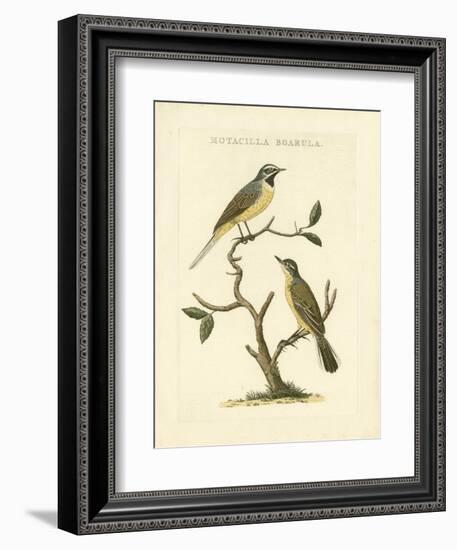 Nozeman Birds III-Nozeman-Framed Art Print