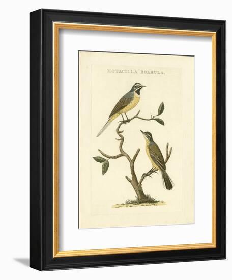 Nozeman Birds III-Nozeman-Framed Art Print