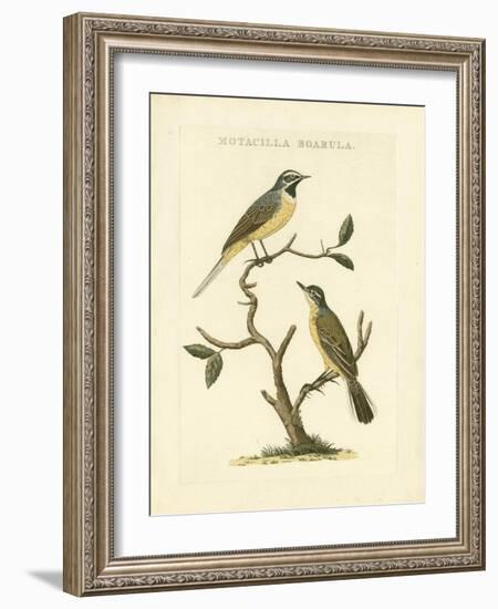 Nozeman Birds III-Nozeman-Framed Art Print