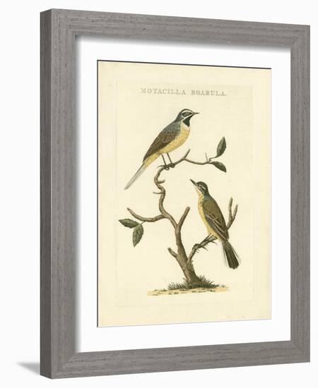 Nozeman Birds III-Nozeman-Framed Art Print