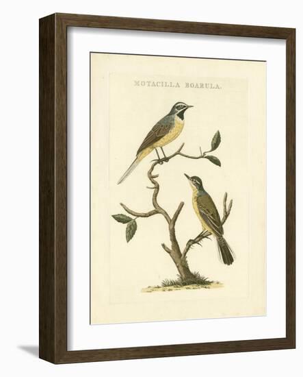 Nozeman Birds III-Nozeman-Framed Art Print