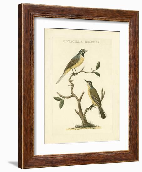 Nozeman Birds III-Nozeman-Framed Art Print