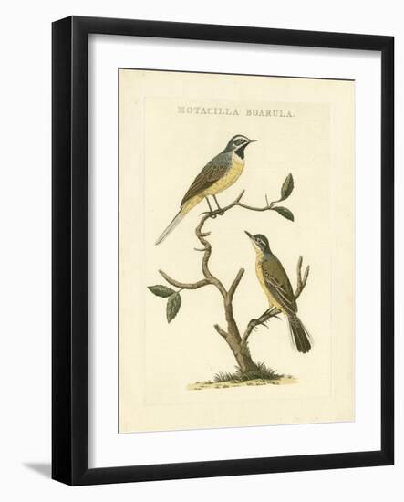 Nozeman Birds III-Nozeman-Framed Art Print