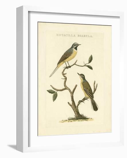 Nozeman Birds III-Nozeman-Framed Art Print