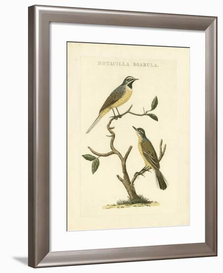 Nozeman Birds III-Nozeman-Framed Art Print