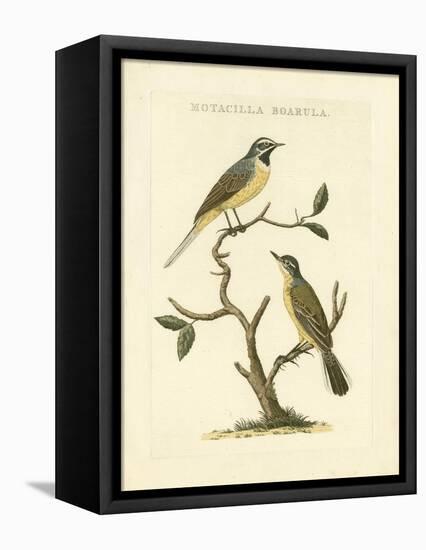 Nozeman Birds III-Nozeman-Framed Stretched Canvas