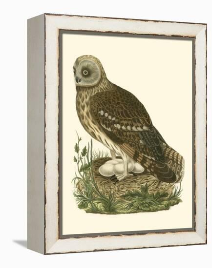 Nozeman Owls I-Nozeman-Framed Stretched Canvas