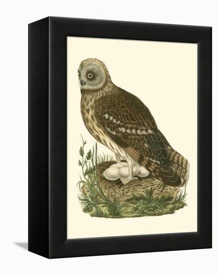 Nozeman Owls I-Nozeman-Framed Stretched Canvas